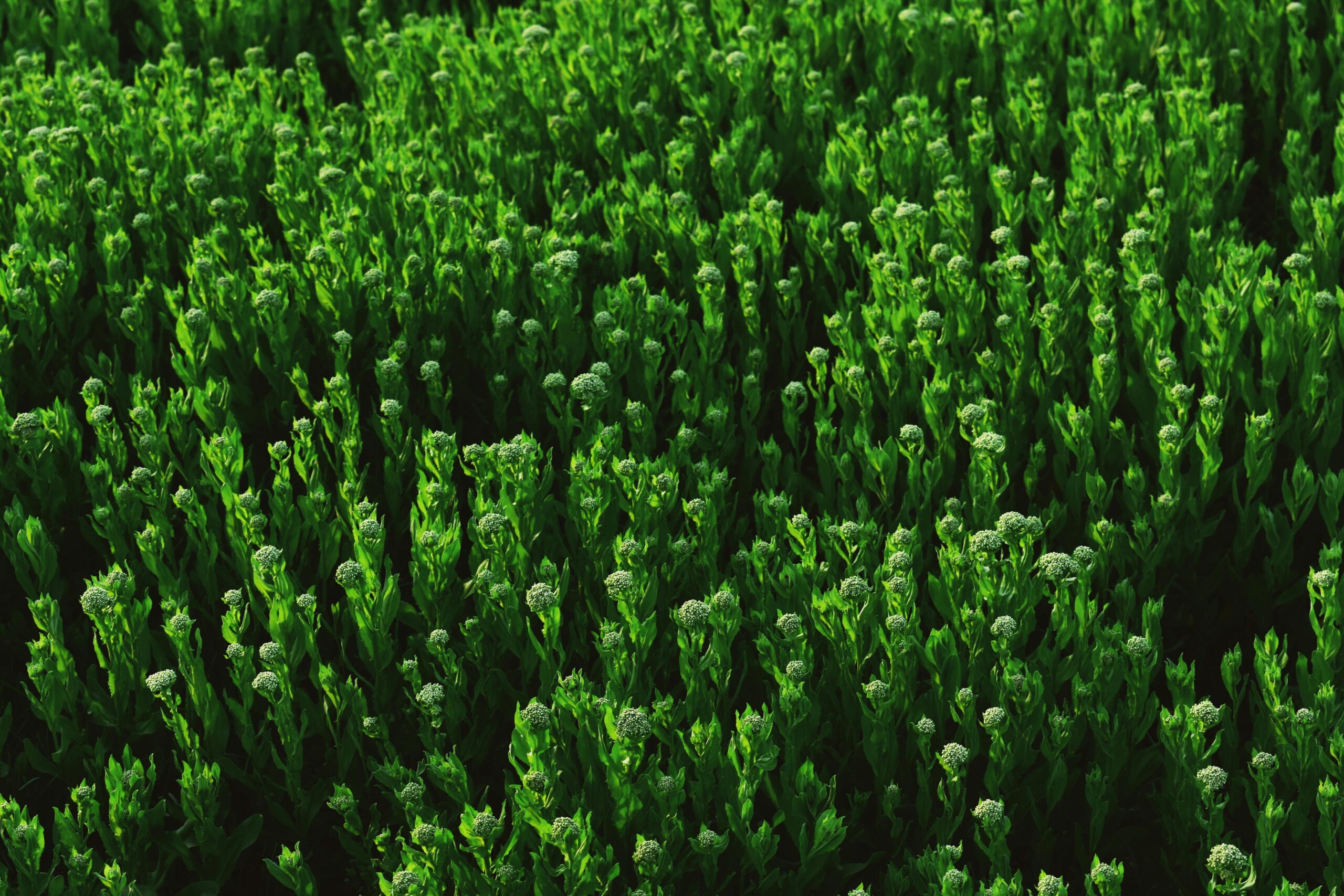 Dense green foliage creating a lush and vibrant field landscape.